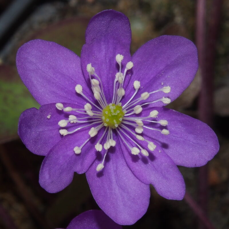 Hepatica nobilis Rot Violett