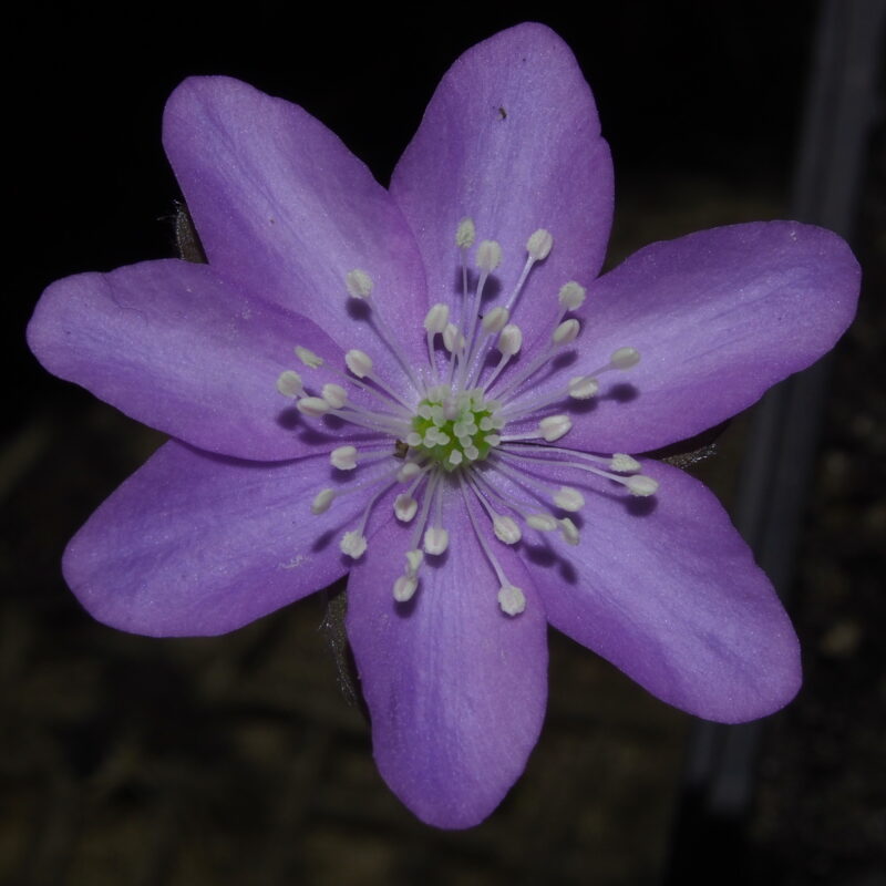 Hepatica nobilis Violett DK