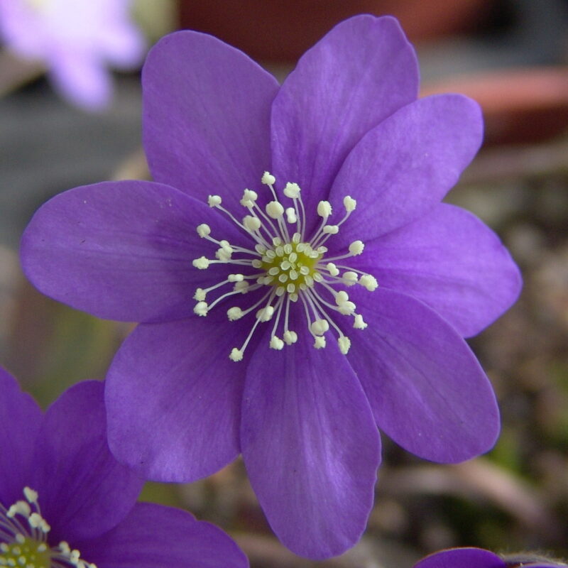 Hepatica nobilis var. pyrenaica Violette Fee JP